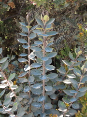 Ilex kunthiana