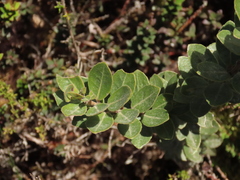 Ilex kunthiana