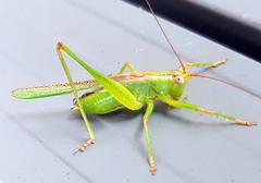 Conocephalomima barameda