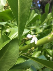 Scaevola taccada