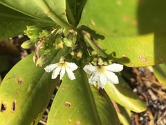 Scaevola taccada