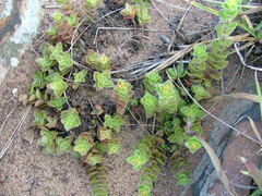 Crassula obovata