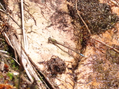 Ischnura