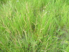 Diheteropogon amplectens