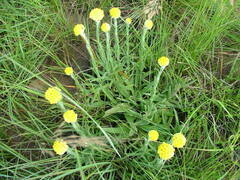 Helichrysum appendiculatum