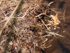 Ischnura