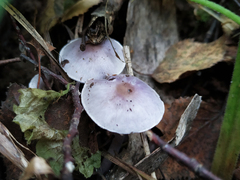 Inocybe
