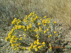 Galatella villosa