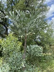 Cussonia paniculata