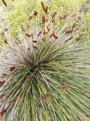 Thamnochortus fraternus