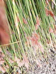 Thamnochortus fraternus