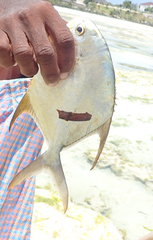 Trachinotus blochii
