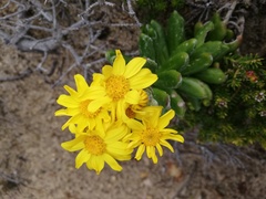 Senecio arniciflorus