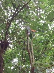 Epobeidia tigrata leopardaria