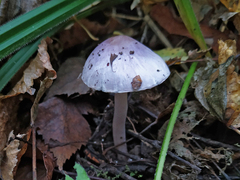 Inocybe