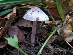 Inocybe