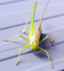 Conocephalomima barameda