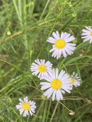 Felicia muricata