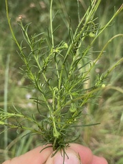 Felicia muricata