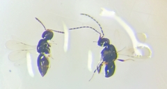 Ceraphronoidea