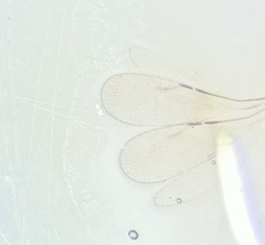 Ceraphronoidea
