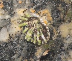 Siphonaria australis
