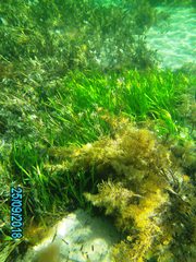 Caulocystis cephalornithos