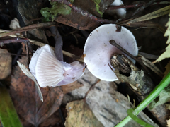 Inocybe
