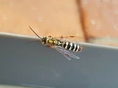 Agriomyia