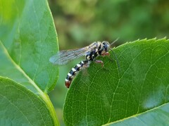 Agriomyia