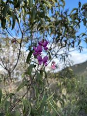 Lathyrus vestitus alefeldii
