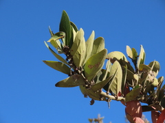 Macleania rupestris
