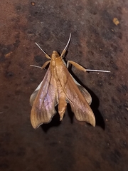 Anarmodia