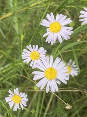 Felicia muricata