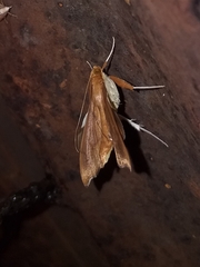 Anarmodia