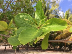 Terminalia catappa