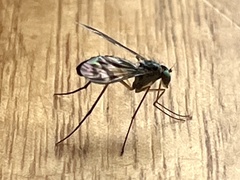 Heteropsilopus ingenuus