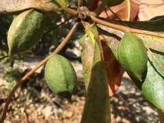 Terminalia catappa