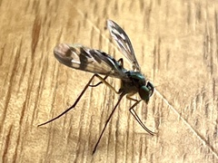 Heteropsilopus ingenuus