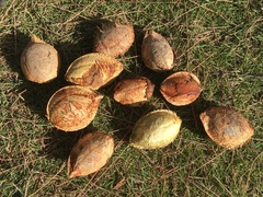 Terminalia catappa