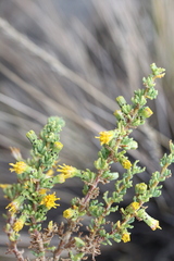 Senecio nutans