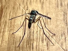 Heteropsilopus ingenuus