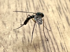 Heteropsilopus ingenuus