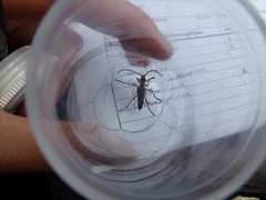 Stenocorus meridianus