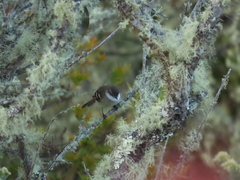 Mecocerculus leucophrys