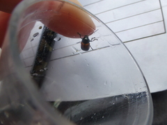 Clytra quadripunctata