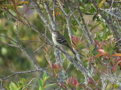 Mecocerculus leucophrys