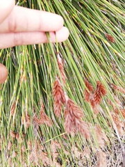 Thamnochortus fraternus
