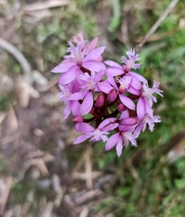 Epidendrum arachnoglossum