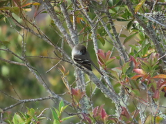 Mecocerculus leucophrys